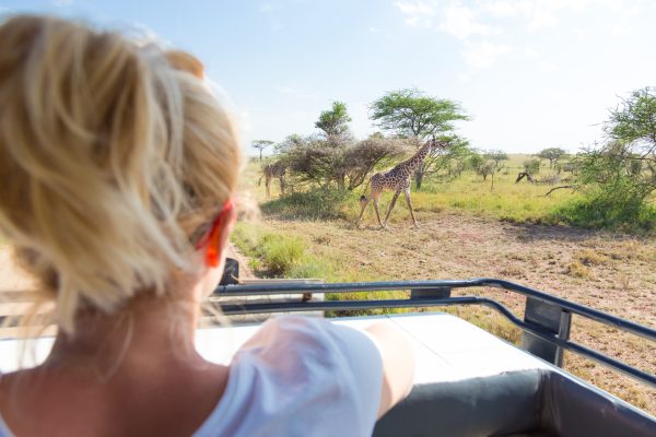 Woman on african wildlife safari observing giraffe grazing in the savannah from open roof