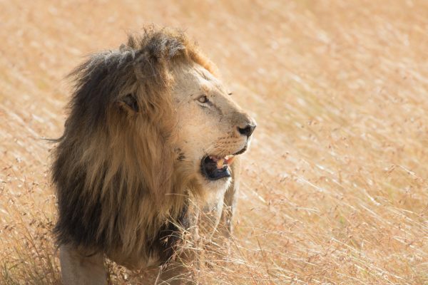 King Male Lion Portrait