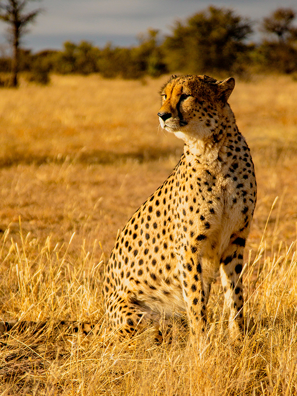 Serengeti