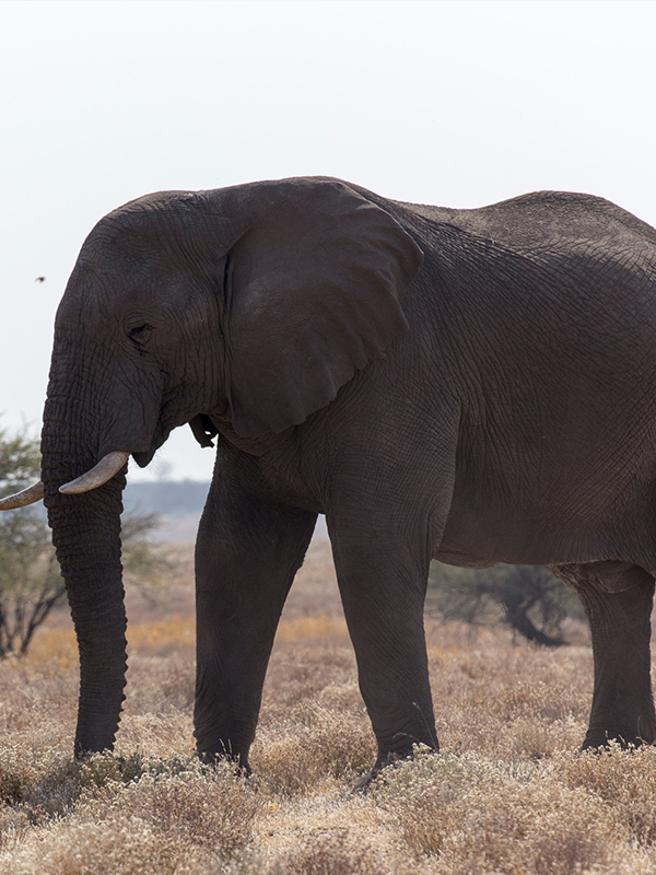 Tarangire