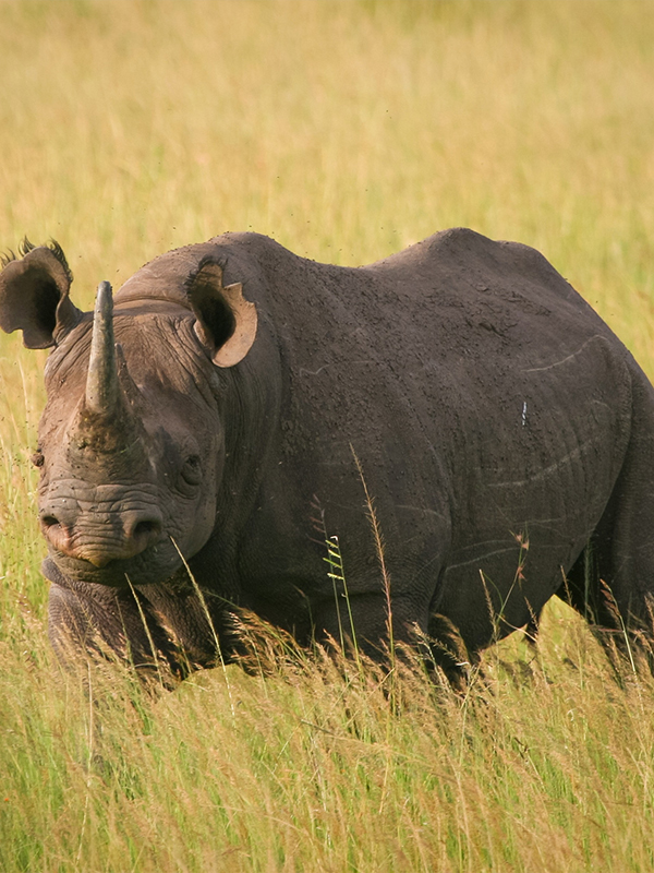 Ngorongoro