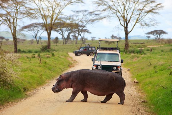 Game drive. Safari cars on game drive with hippo crossing road