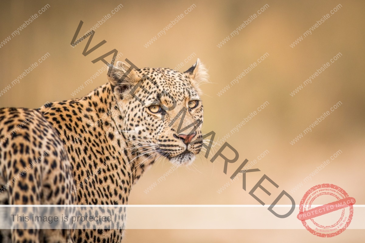 62904033_m
