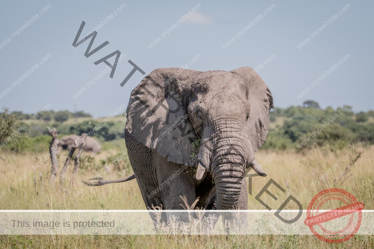 86561814_m