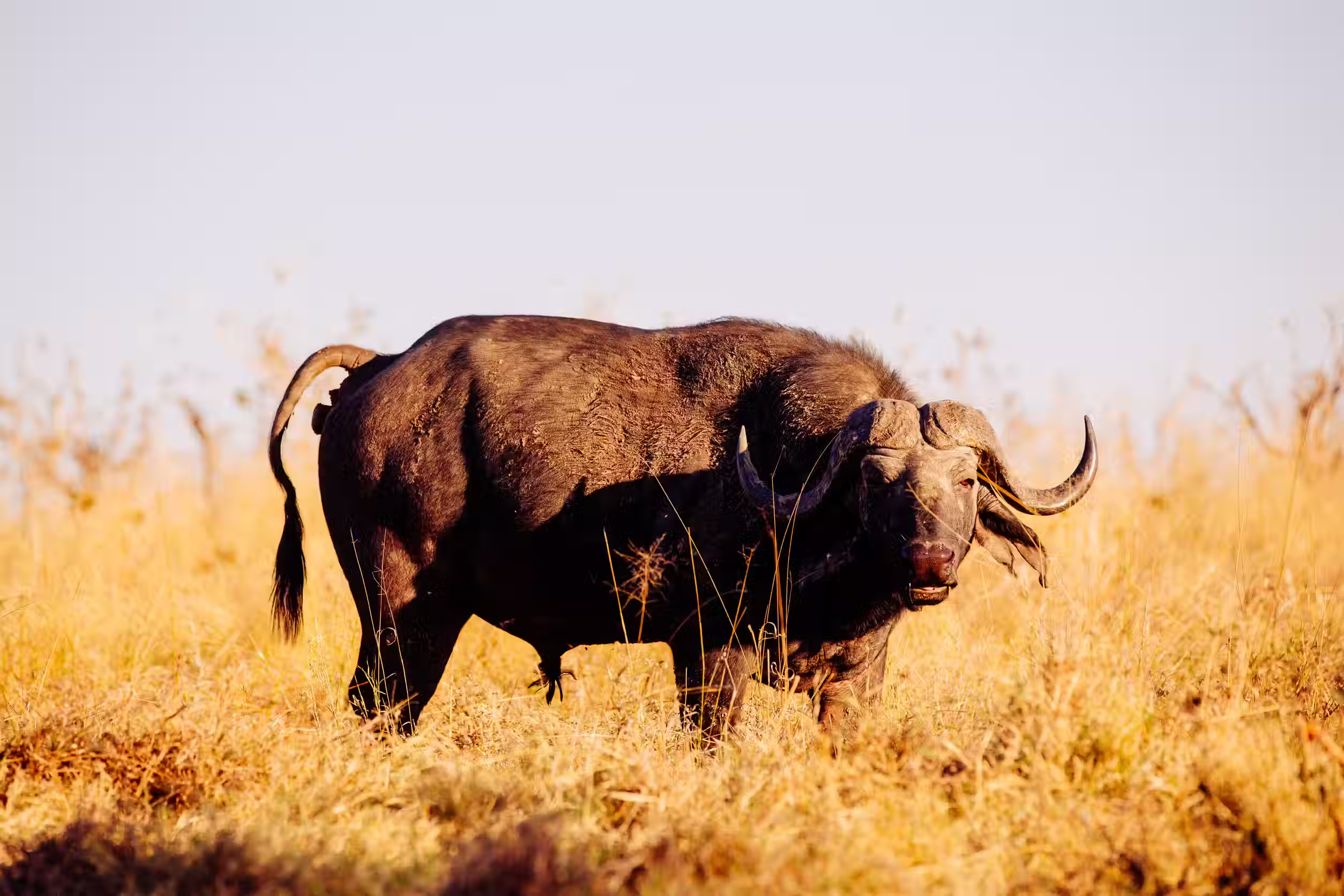 Buffalo