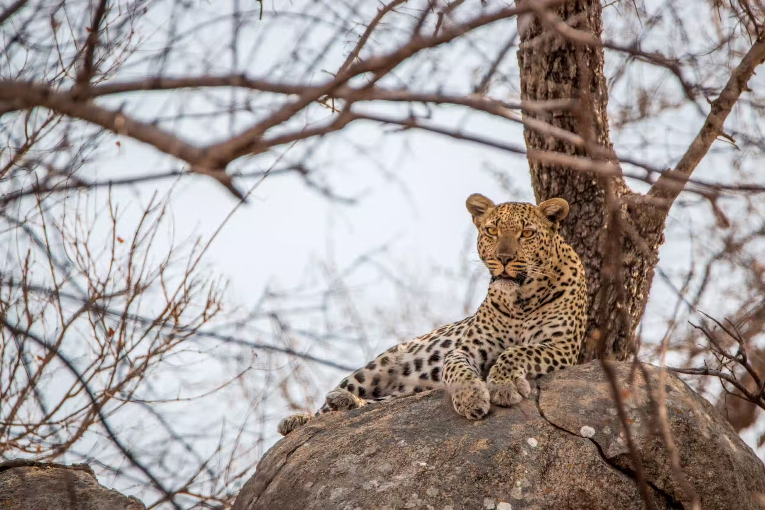 Leopard