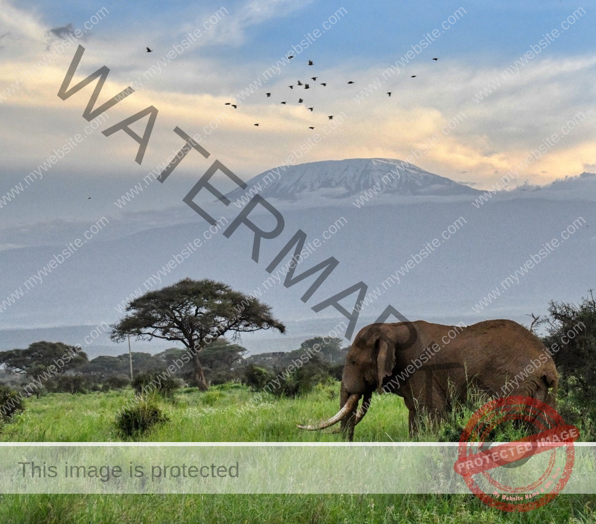 bull-elephant-walking-africa-with-mount-kilimanjar-2024-10-16-17-03-06-utc