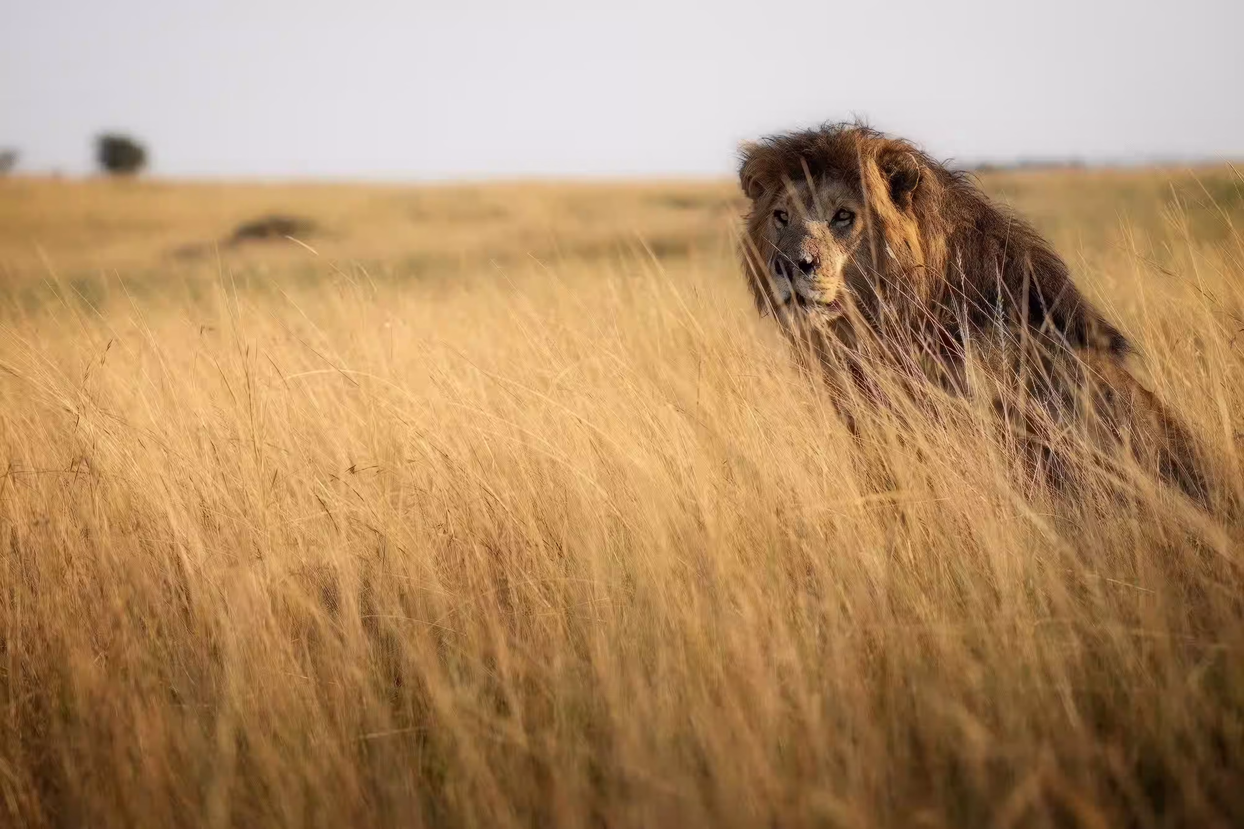 king-of-the-jungle-2024-12-06-14-11-23-utc