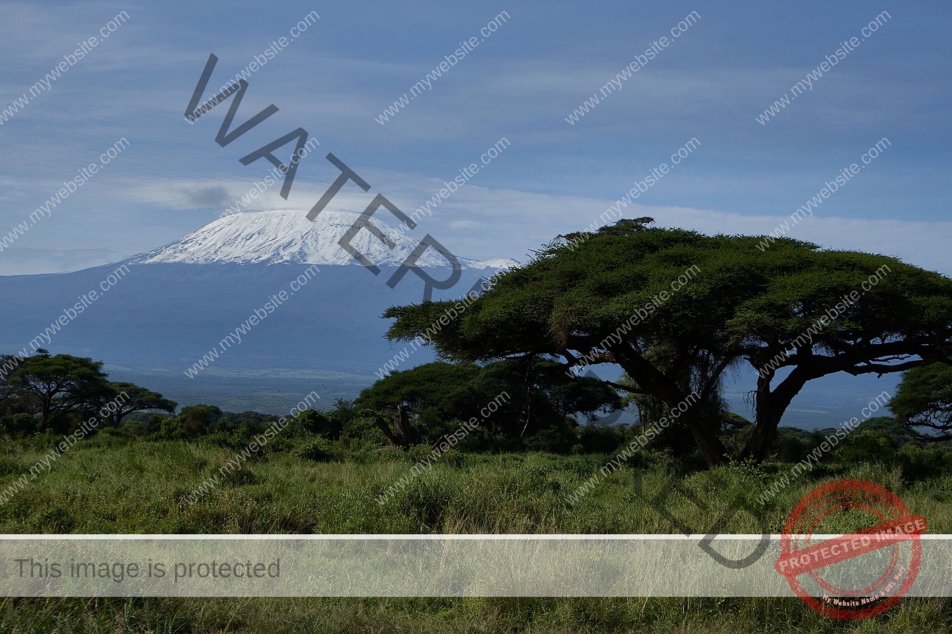 Kilimanjaro Elephant Amboseli - Big Five Safari -Savanna African bush elephant Loxodonta africana