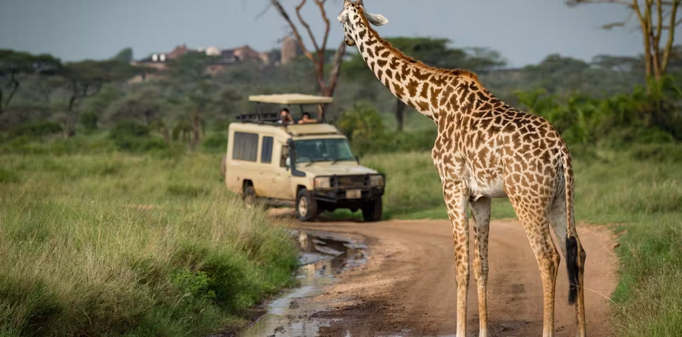 Giraffe standing on a dirt road with safari vehicle in the background