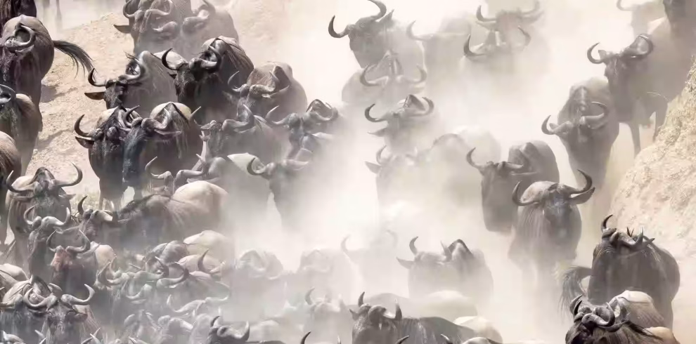 Wildebeest grazing in Tanzania