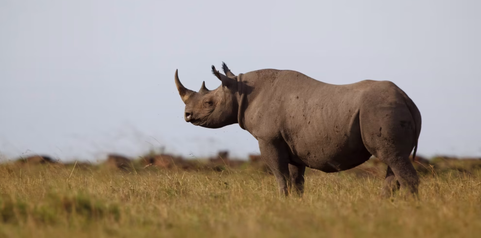 rhino African safari wildlife savannah