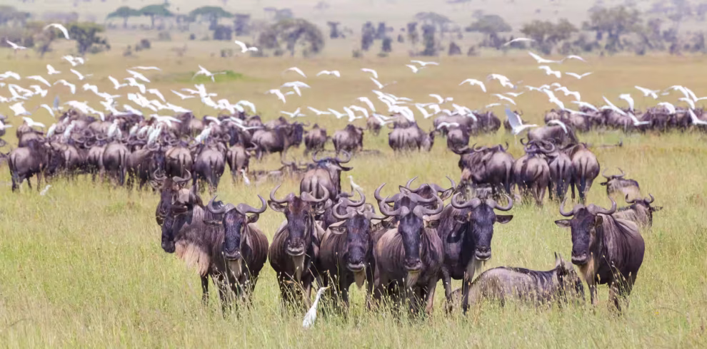 Herd of wildebeest grazing on grassland