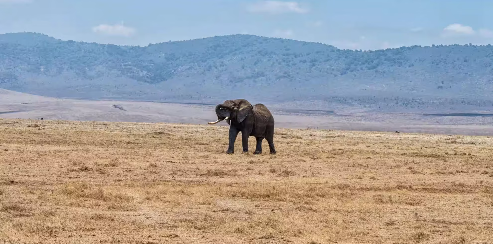 Elephants standing in safari