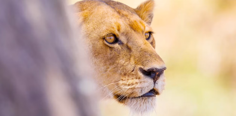 Cheetah preparing to hunt in Tanzania