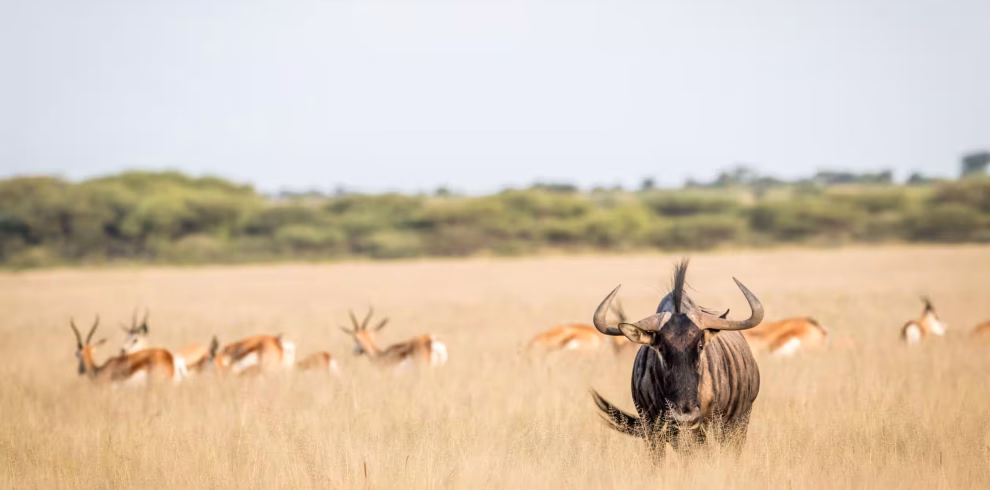Wildebeest grazing across open savannah