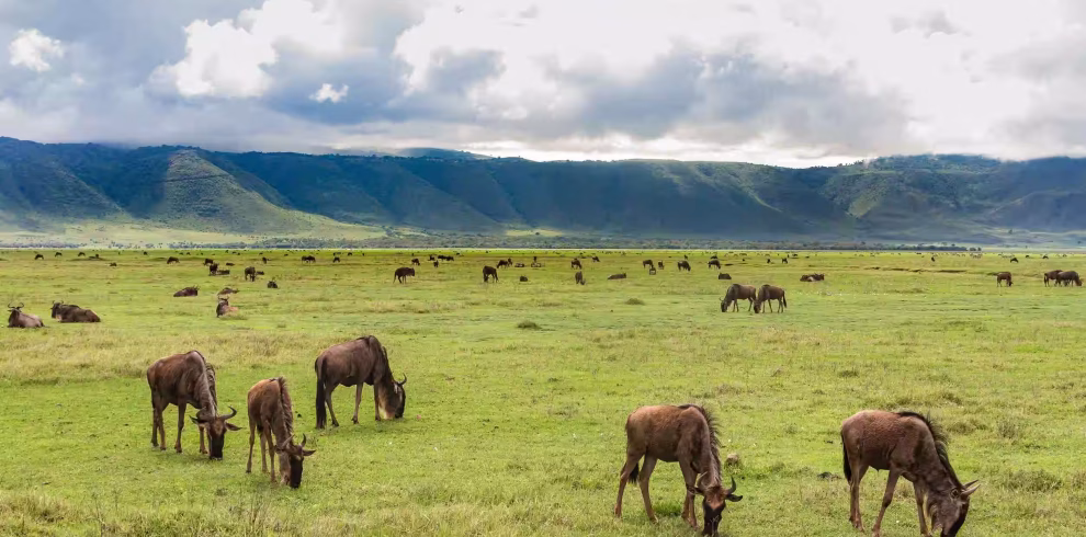 Wildebeest eating in grass