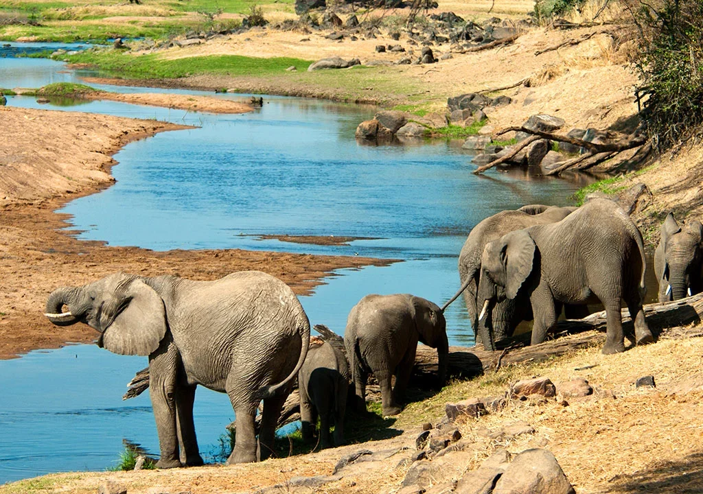African elephant family near river in savannah wildlife safari landscape
