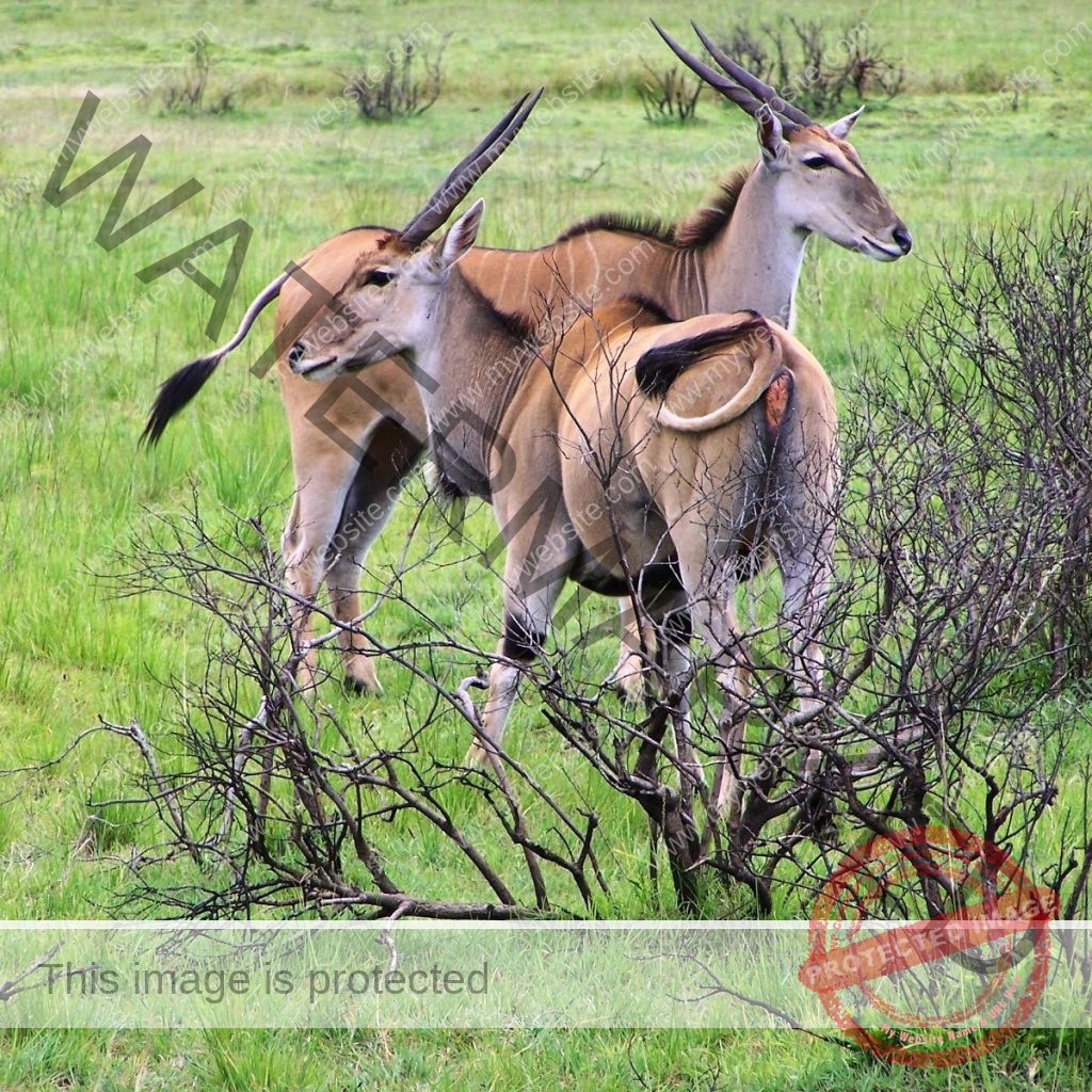Eland antelopes in green savannah during Visit To Tanzania wildlife safari