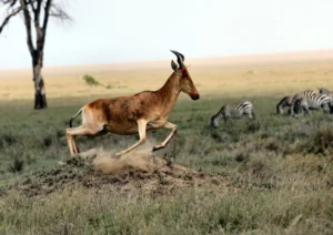 Best Time to Visit Serengeti