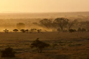 Best Time to Visit Serengeti