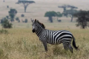 Best Time to Visit Tanzania