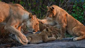 Best Time to Visit Tanzania