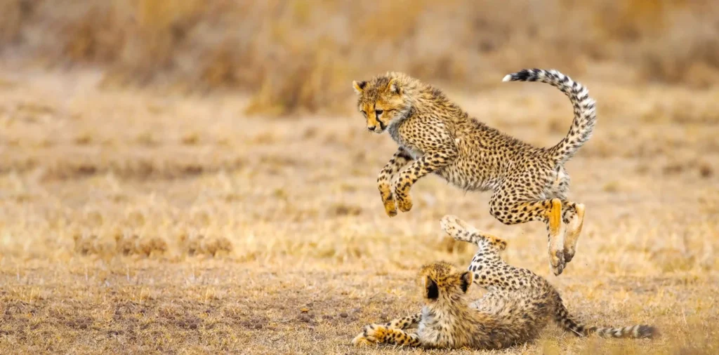 How much does a Tanzania safari cost