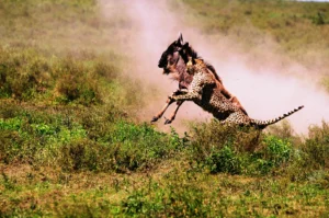 How much does a Tanzania safari cost